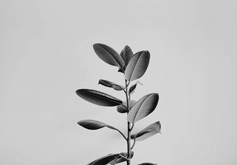 Feature 6